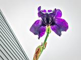 Wet Purple Iris From Below_P1130442-4